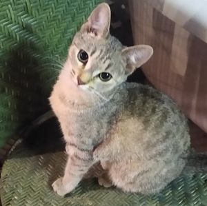 Houndstooth Not for sale